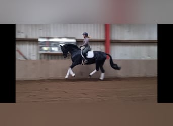 Hannoveraner, Wallach, 6 Jahre, 171 cm, Schwarzbrauner