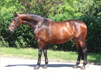 Hannoveraner, Wallach, 6 Jahre, 172 cm, Brauner