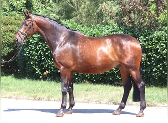 Hannoveraner, Wallach, 6 Jahre, 172 cm, Brauner