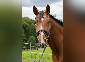 Hannoveraner, Wallach, 6 Jahre, 172 cm, Brauner