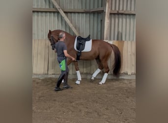 Hannoveraner, Wallach, 6 Jahre, 172 cm