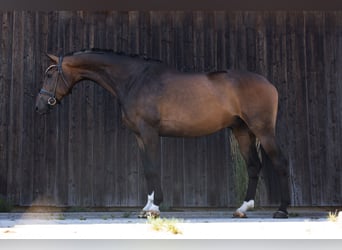 Hannoveraner, Wallach, 6 Jahre, 172 cm, Dunkelbrauner