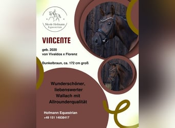 Hannoveraner, Wallach, 6 Jahre, 172 cm, Dunkelbrauner