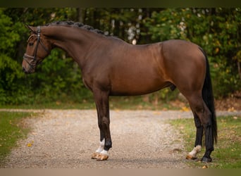 Hannoveraner, Wallach, 6 Jahre, 172 cm, Dunkelbrauner