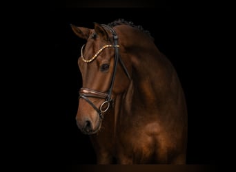 Hannoveraner, Wallach, 6 Jahre, 172 cm, Dunkelbrauner