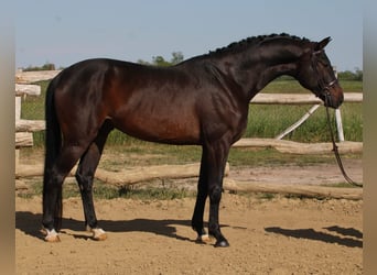 Hannoveraner, Wallach, 6 Jahre, 172 cm, Dunkelbrauner