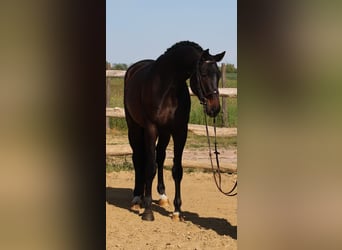 Hannoveraner, Wallach, 6 Jahre, 172 cm, Dunkelbrauner