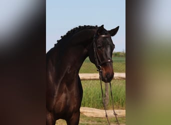 Hannoveraner, Wallach, 6 Jahre, 172 cm, Dunkelbrauner