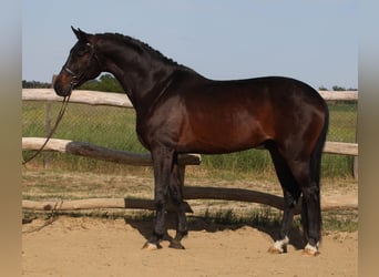 Hannoveraner, Wallach, 6 Jahre, 172 cm, Dunkelbrauner