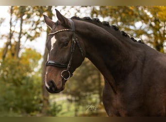 Hannoveraner, Wallach, 6 Jahre, 172 cm, Dunkelbrauner