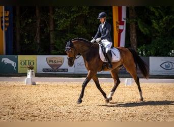 Hannoveraner, Wallach, 6 Jahre, 172 cm, Dunkelbrauner