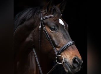 Hannoveraner, Wallach, 6 Jahre, 172 cm, Dunkelbrauner