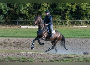 Hannoveraner, Wallach, 6 Jahre, 172 cm, Dunkelbrauner