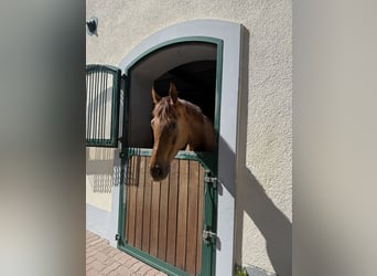 Hannoveraner, Wallach, 6 Jahre, 172 cm, Dunkelfuchs