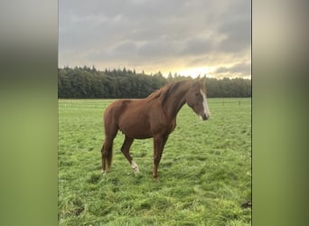 Hannoveraner, Wallach, 6 Jahre, 172 cm, Fuchs