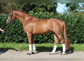 Hannoveraner, Wallach, 6 Jahre, 172 cm, Fuchs
