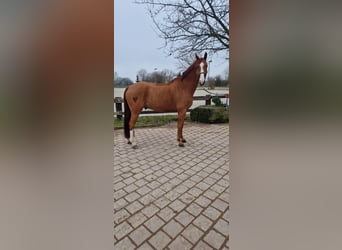 Hannoveraner, Wallach, 6 Jahre, 172 cm, Fuchs