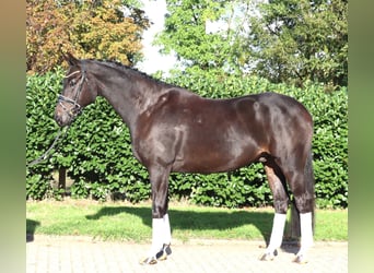 Hannoveraner, Wallach, 6 Jahre, 172 cm, Rappe