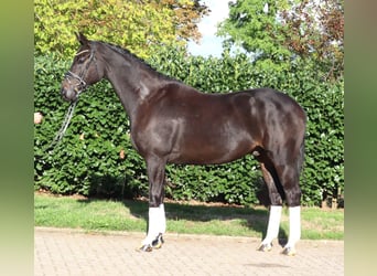 Hannoveraner, Wallach, 6 Jahre, 172 cm, Rappe