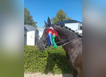 Hannoveraner, Wallach, 6 Jahre, 172 cm, Schwarzbrauner