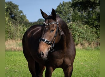 Hannoveraner, Wallach, 6 Jahre, 172 cm, Schwarzbrauner