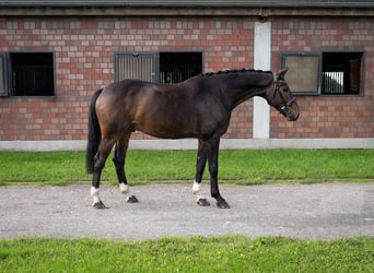 Hannoveraner, Wallach, 6 Jahre, 172 cm, Schwarzbrauner