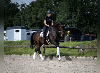 Hannoveraner, Wallach, 6 Jahre, 172 cm, Schwarzbrauner