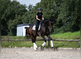 Hannoveraner, Wallach, 6 Jahre, 172 cm, Schwarzbrauner