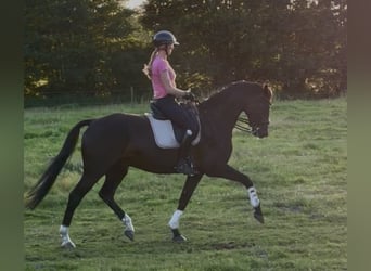 Hannoveraner, Wallach, 6 Jahre, 172 cm, Schwarzbrauner
