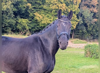 Hannoveraner, Wallach, 6 Jahre, 172 cm, Schwarzbrauner