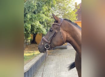 Hannoveraner, Wallach, 6 Jahre, 173 cm, Brauner