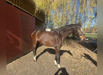 Hannoveraner, Wallach, 6 Jahre, 173 cm, Brauner