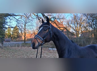 Hannoveraner, Wallach, 6 Jahre, 173 cm, Dunkelbrauner