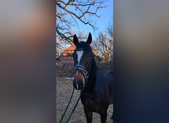 Hannoveraner, Wallach, 6 Jahre, 173 cm, Dunkelbrauner