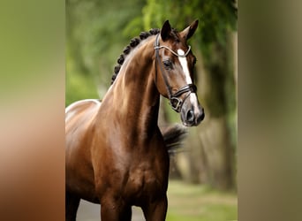 Hannoveraner, Wallach, 6 Jahre, 173 cm, Dunkelfuchs