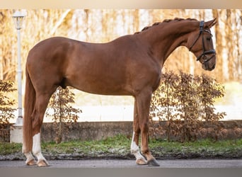 Hannoveraner, Wallach, 6 Jahre, 173 cm, Fuchs