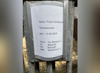 Hannoveraner, Wallach, 6 Jahre, 173 cm, Fuchs