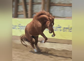 Hannoveraner, Wallach, 6 Jahre, 173 cm, Fuchs
