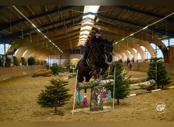 Hannoveraner, Wallach, 6 Jahre, 173 cm, Rappe