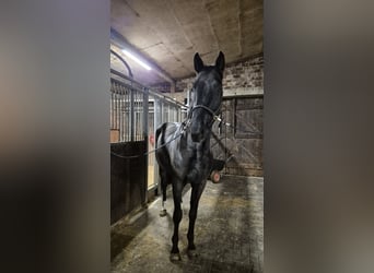 Hannoveraner, Wallach, 6 Jahre, 173 cm, Rappe