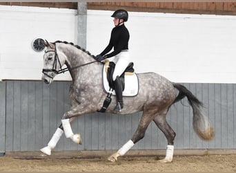 Hannoveraner, Wallach, 6 Jahre, 173 cm, Schimmel