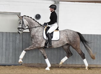 Hannoveraner, Wallach, 6 Jahre, 173 cm, Schimmel