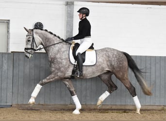 Hannoveraner, Wallach, 6 Jahre, 173 cm, Schimmel