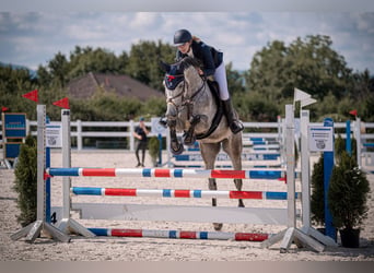 Hannoveraner, Wallach, 6 Jahre, 173 cm, Schimmel