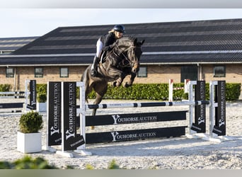 Hannoveraner, Wallach, 6 Jahre, 173 cm