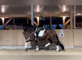 Hannoveraner, Wallach, 6 Jahre, 174 cm