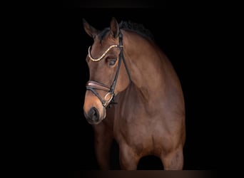 Hannoveraner, Wallach, 6 Jahre, 174 cm, Dunkelbrauner