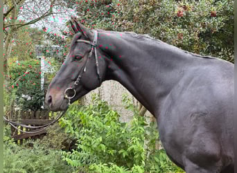 Hannoveraner, Wallach, 6 Jahre, 174 cm, Rappe