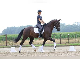 Hannoveraner, Wallach, 6 Jahre, 174 cm, Rappe