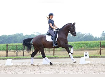 Hannoveraner, Wallach, 6 Jahre, 174 cm, Rappe